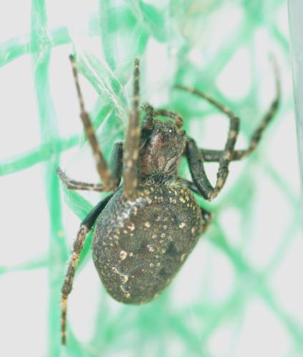 Réf. 308 210 : Nuctenea umbratica